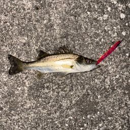 セイゴ（マルスズキ）