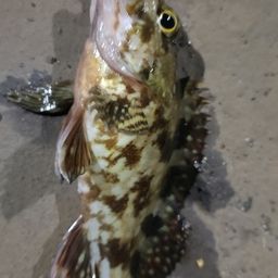 ガシラ