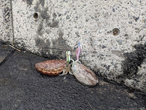 コウイカの釣果