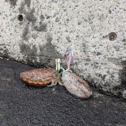 コウイカ