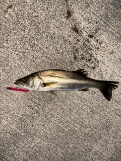 セイゴ(マルスズキ)の釣果