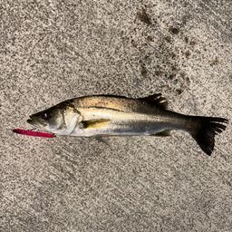 セイゴ（マルスズキ）