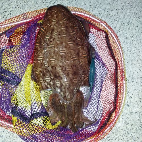 コウイカの釣果
