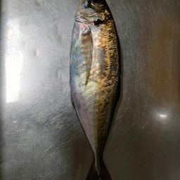 アジ