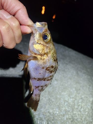 メバル