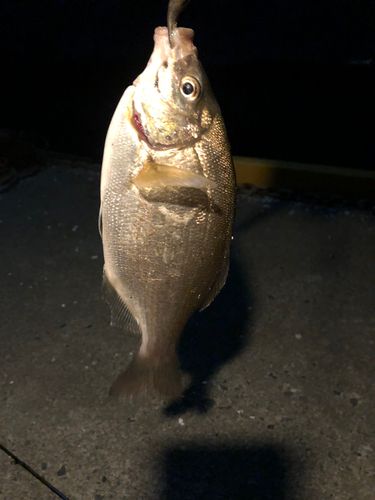 タナゴの釣果