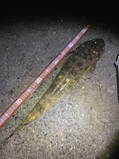マゴチの釣果