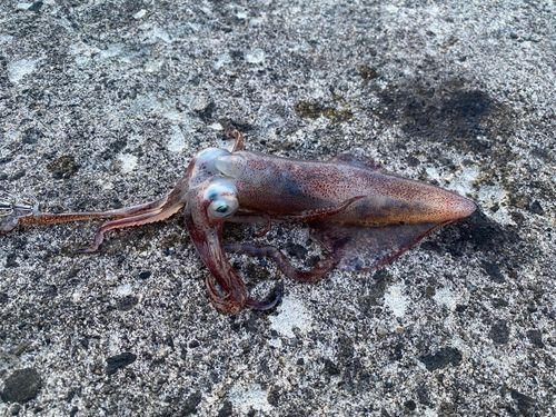 イカの釣果
