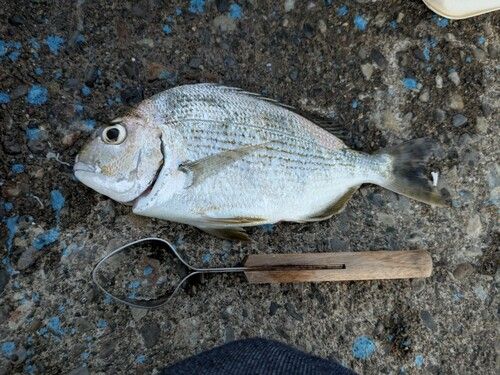 ヘダイの釣果