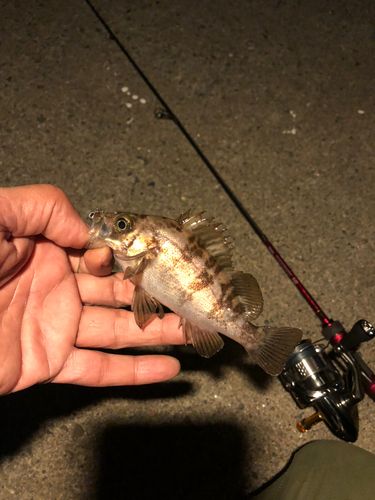 メバルの釣果
