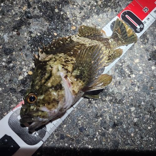 ムラソイの釣果