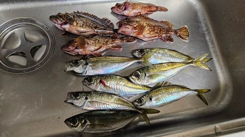 マアジの釣果