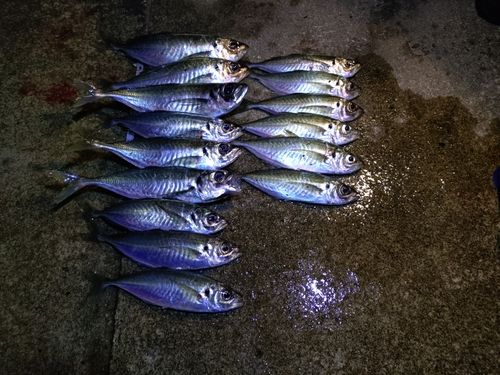 アジの釣果