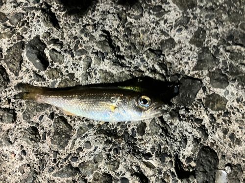 アカムツの釣果