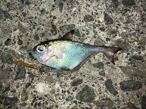 ミナミハタンポの釣果