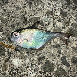 ミナミハタンポ