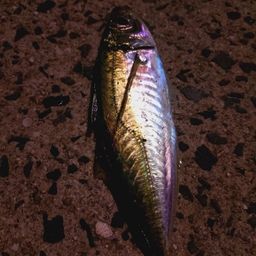 アジ