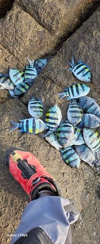 オヤビッチャの釣果