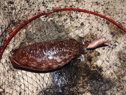 コウイカの釣果