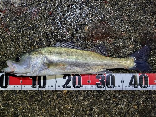 フッコ（マルスズキ）の釣果