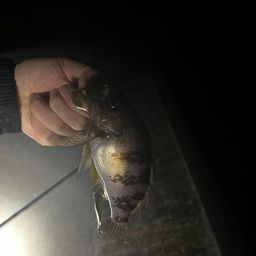 メバル