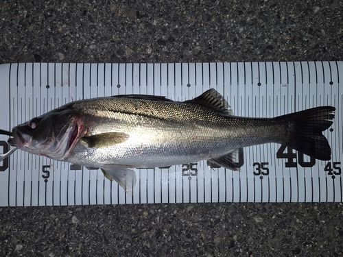 フッコ（マルスズキ）の釣果