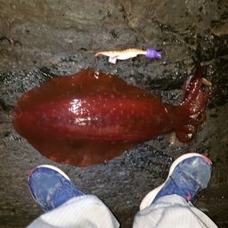 アオリイカ