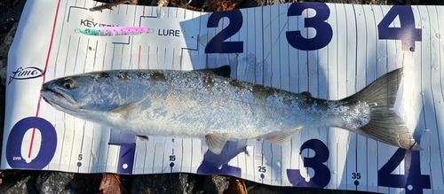 サクラマスの釣果