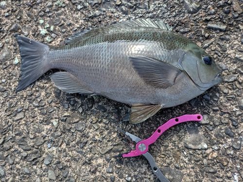 グレの釣果