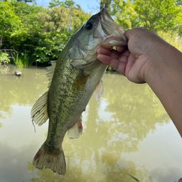 ラージマウスバス