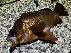 メバルの釣果