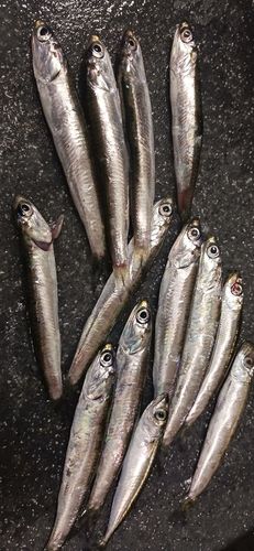 カタクチイワシの釣果