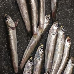 カタクチイワシ