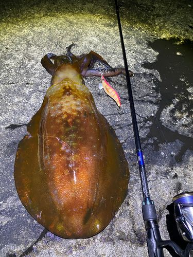 アオリイカの釣果