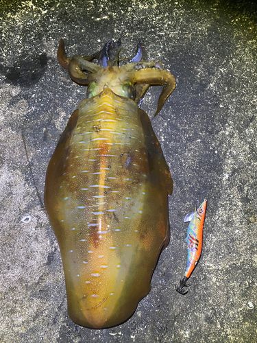 アオリイカの釣果