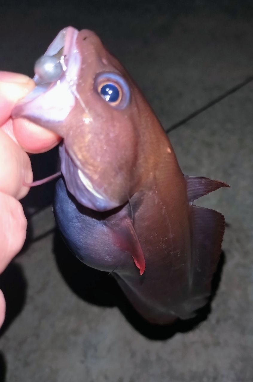 メバル