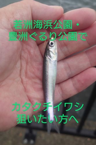 カタクチイワシの釣果