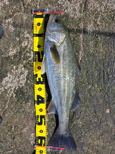 セイゴ（マルスズキ）