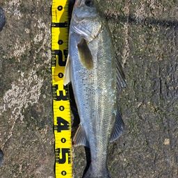 セイゴ（マルスズキ）