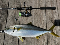 ヒラマサの釣果