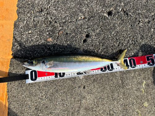 ムロアジの釣果