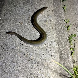 ウナギ