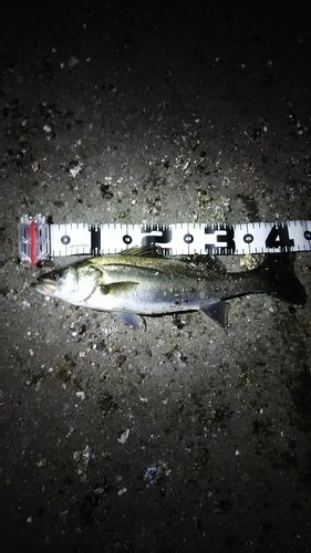 セイゴ（マルスズキ）の釣果