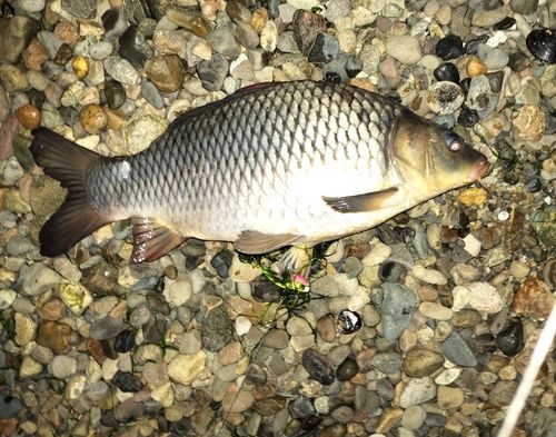 フナの釣果