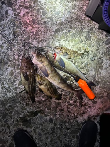 ホッケの釣果
