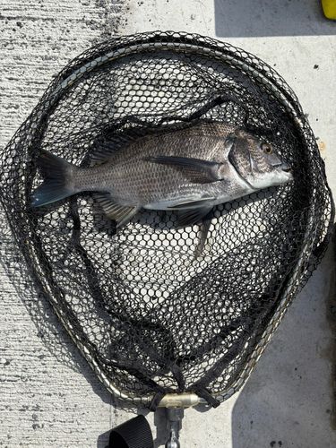 メイタの釣果