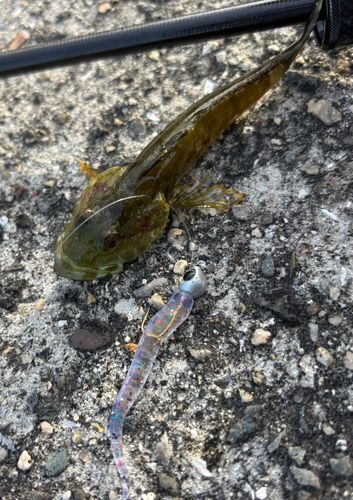 アナハゼの釣果