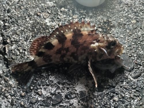 カサゴの釣果
