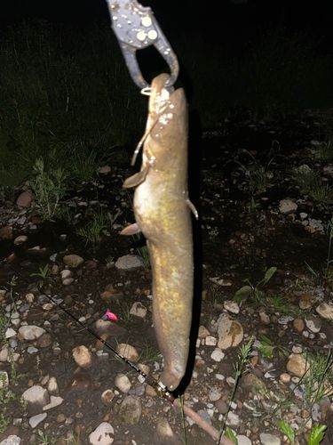 マナマズの釣果