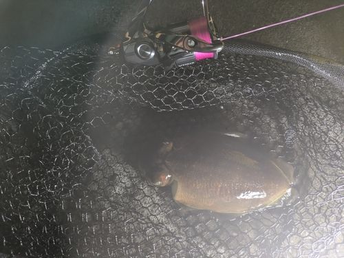 コウイカの釣果